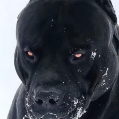 Owner Profile Picture
